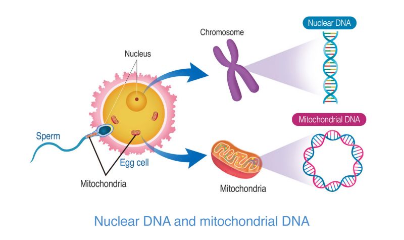 File:미토콘드리아DNA en.jpg