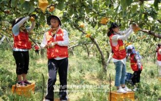 농촌일손돕기-배 봉지 씌우기