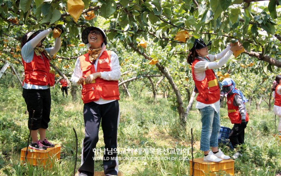 파일:천안서북 하나님의 교회-농촌일손돕기 배봉지씌우기.jpg