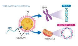 미토콘드리아DNA.jpg
