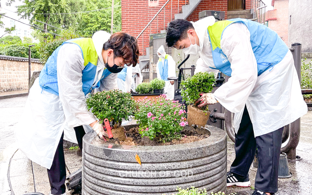 Planting chrysanthemums in Hyehwa-dong, Jongno-gu, Seoul, Korea