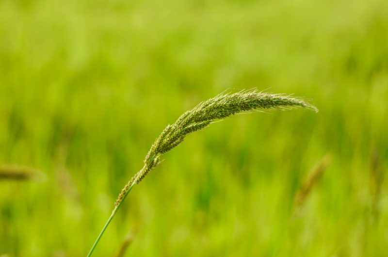 파일:피shutterstock 1053900071.png