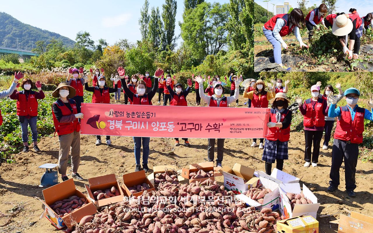양포동 농촌일손돕기(고구마 수확)