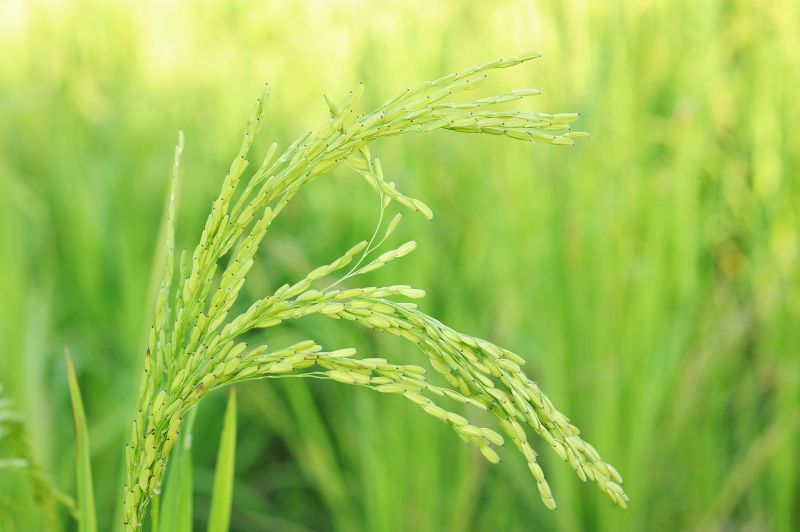 파일:벼Shutterstock 135387218.jpg