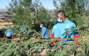 남아프리카공화국 프리토리아 ASEZ-생태계교란 외래나무 수거.jpg